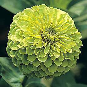 ������ ������� ���� ��������������