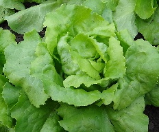 Салат Аттракцион Салат Аттракцион