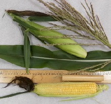 Кукуруза сахарная Лакомка Белогорья Кукуруза сахарная Лакомка Белогорья