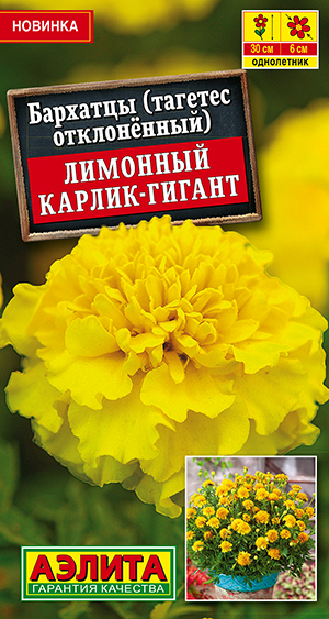Бархатцы Лимонный карлик-гигант отклоненные Бархатцы Лимонный карлик-гигант отклоненные
