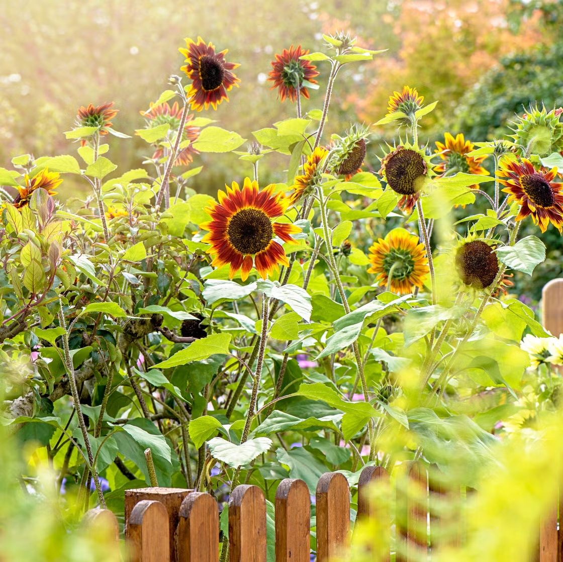 ����� ������ ��� �������� �������� ���������