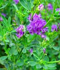 Люцерна изменчивая Вега 87 Люцерна изменчивая Вега 87