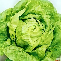 Салат Берлинский желтый кочанный Салат Берлинский желтый кочанный