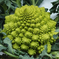 Капуста цветная Романеско Капуста цветная Романеско