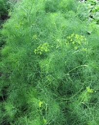 Укроп Аврора Укроп Аврора