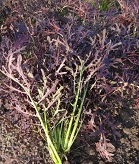 Капуста японская Мизуна ред Капуста японская Мизуна ред