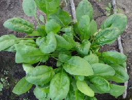 Шпинат Хоровод Шпинат Хоровод