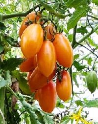 Томат Золото Амишей Томат Золото Амишей