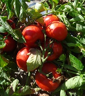 Томат Агата Томат Агата