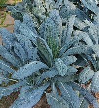 Капуста листовая (кейл) Ночи Тосканы Капуста листовая (кейл) Ночи Тосканы