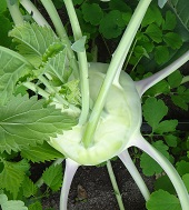 Капуста кольраби Венская белая 1350 Капуста кольраби Венская белая 1350