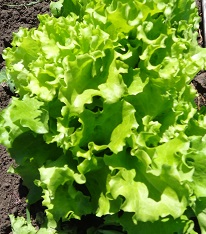 Салат Сорванец листовой Салат Сорванец листовой