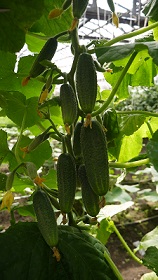 Огурец Отело F1 Огурец Отело F1