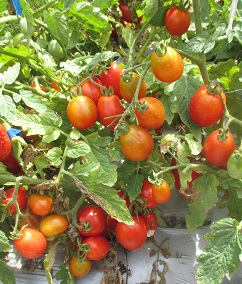 Томат Фитоус Томат Фитоус