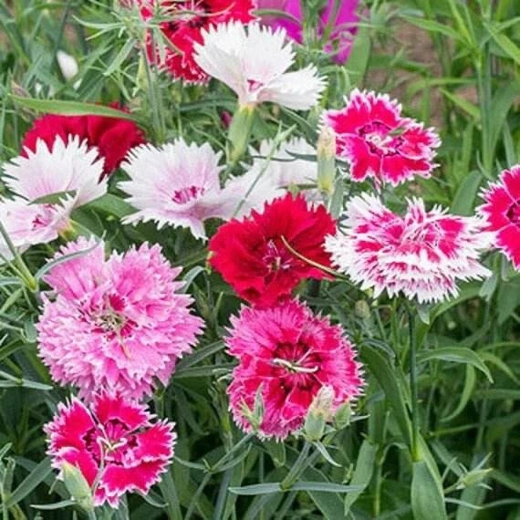 �������� ��������� ������, ����� �������� � ������������ ������