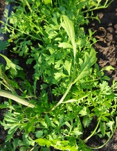 Кресс-салат Данский Кресс-салат Данский