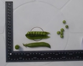 Горох овощной Ранний 301 Горох овощной Ранний 301