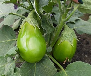 Баклажан Любимец Баклажан Любимец