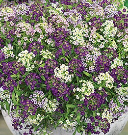 ������� ����������, ����������� ����� ������ (��������-�����)