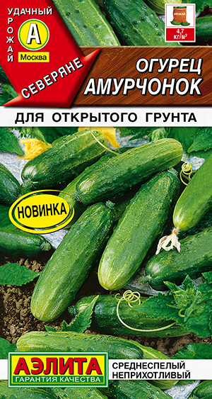 ������ ���������