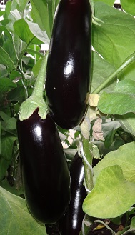 Баклажан Алмаз Баклажан Алмаз