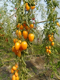 Томат Амиш Голд Томат Амиш Голд