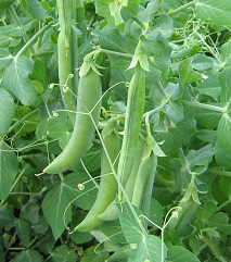 Горох овощной Глориоза Горох овощной Глориоза