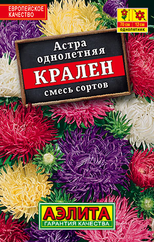 Астра Крален, смесь сортов Астра Крален, смесь сортов