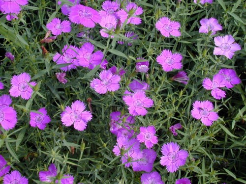 �������� �������� ���������