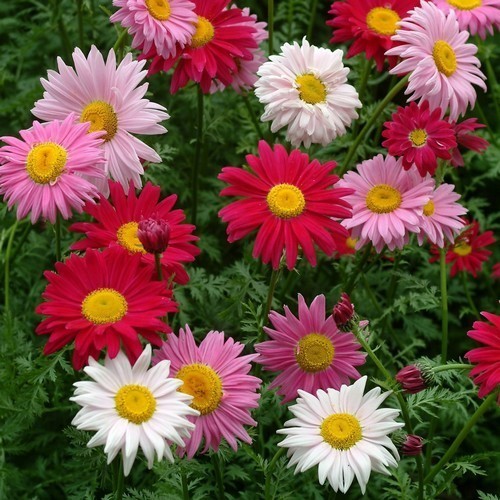 �������� ��������� ������� ���������, ����� ������