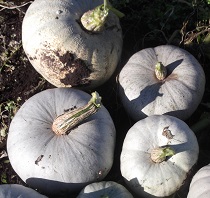 Тыква крупноплодная Изящная Тыква крупноплодная Изящная