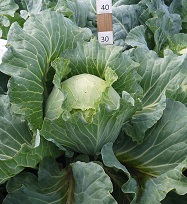 Капуста б/к Надежда Капуста б/к Надежда