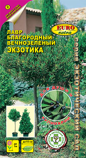 Лавр Экзотика вечнозеленый Лавр Экзотика вечнозеленый
