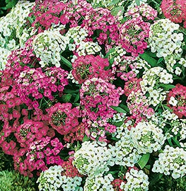 ������� ����������, ����������� ����� ������ (������-�����)