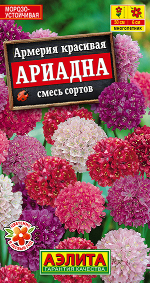 Армерия Ариадна, смесь сортов