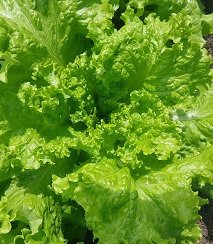 Салат Гентилина Салат Гентилина