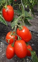 Томат Север-81 F1 Томат Север-81 F1