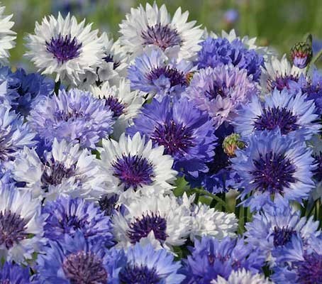 ������� �������� ������� ���������