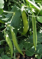 Горох овощной Грибовский юбилейный Горох овощной Грибовский юбилейный