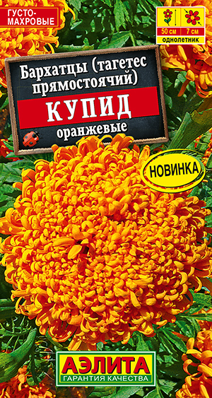 Бархатцы Купид оранжевые хризантемовидные Бархатцы Купид оранжевые хризантемовидные