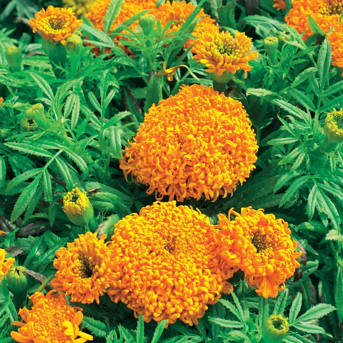 Бархатцы Спун оранжевые хризантемовидные прямостоячие Бархатцы Спун оранжевые хризантемовидные прямостоячие
