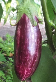 Баклажан Полосатый рейс Баклажан Полосатый рейс