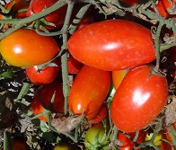 Томат Рома Томат Рома