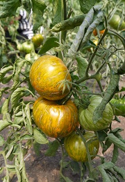 Томат Зебра желтая Томат Зебра желтая