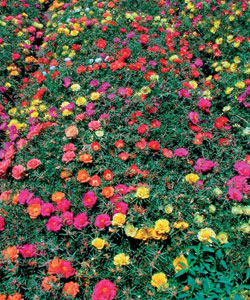 Портулак махровый крупноцветковый, смесь сортов Портулак махровый крупноцветковый, смесь сортов