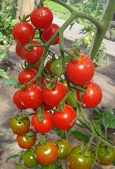 Томат Вишня красная Томат Вишня красная