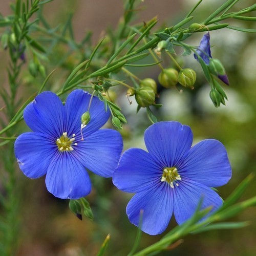 Лен многолетний Небесно-голубой Лен многолетний Небесно-голубой