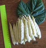 Фасоль овощная Супернано Фасоль овощная Супернано