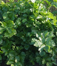 Сельдерей листовой Парус Сельдерей листовой Парус