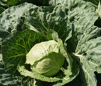 Капуста б/к Июньская Капуста б/к Июньская